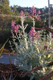 Image result for Cuviera semseii