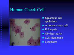 Check spelling or type a new query. A Tour Of Various Eukaryotic And Prokaryotic Cells Ppt Video Online Download