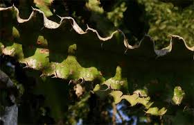 Image result for Euphorbia halipedicola