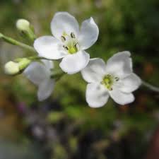 Image result for Gomphostigma