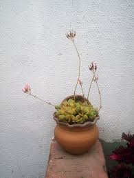 Image result for Kalanchoe rotundifolia