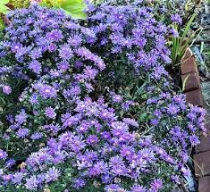 Image result for Aster chimanimaniensis