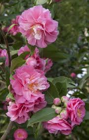 Camellia Fragrant Joy Camellia Lutchuensis Hybrid Gorgeous 2 Formal Rose Pink Blooms With A Delightful Fragra Showy Flowers Fragrant Plant Beautiful Flowers