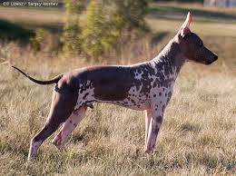 322 likes · 4 talking about this. American Hairless Terrier Hunderasse A Hundeseite De