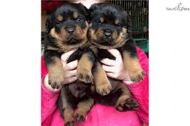 Beautiful male and female rottweiler puppies for sale to good and lovely homes. Rottweiler Puppy For Sale Near Detroit Metro Michigan 9c1a15f4 1f41