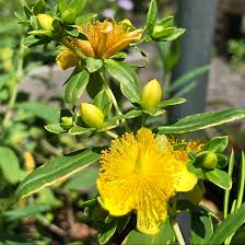 Image result for Hypericum