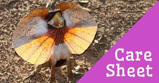 Arrived on time and alive. Frilled Dragon Care Sheet Reptile Centre