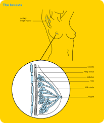 Early ibc symptoms may include persistent itching and the appearance of a rash or small irritation similar to an. Breast Cancer Cancer Council Western Australia