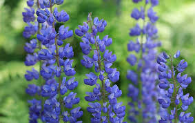Description des fleurs annuelles, leur semis, leur culture et leur emploi,faire des massifs, comment bien marier les différentes espéces de plantes annuelles. Semer Le Lupin Quand Comment Et Quelles Varietes Choisir