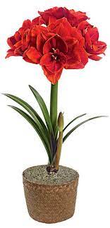 Gardeners supply company amaryllis bulbs. Amaryllis Legends And Fun Facts Gardener S Supply Amaryllis Plant Amaryllis Amaryllis Bulbs