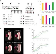 It is expressed from the paternal chromosome and has an antisense transcript with full complementarity to rtl1, rtl1as, expressed from the maternal chromosome, which acts as a repressor for rtl1. Restoration Of Dlk1 And Rtl1 Is Necessary But Insufficient To Rescue Lethality In Intergenic Differentially Methylated Region Ig Dmr Deficient Mice Journal Of Biological Chemistry