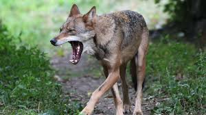 Collection by teresa moore • last updated 7 hours ago. Wolf In Nrw Fotofallen Erfolg Raubtier Beim Fressen Fotografiert Welt