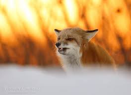 365 Days Fox Marathon Day 305 Vlad Kamenski Photography Fox My Spirit Animal Spirit Animal