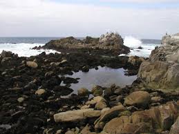Half moon bay tide pools half moon bay is known for the many long sandy beaches including those in half moon bay state beach. Mbnms Terrific Tide Pools