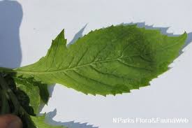 Image result for Crassocephalum crepidioides