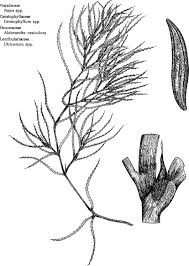 Image result for Najadaceae
