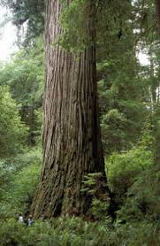 Hyperion was discovered in 2006, and the stratosphere giant. The Tallest Tree In The World