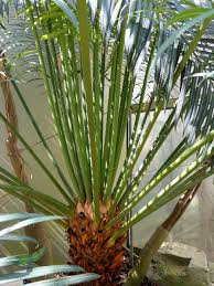 Image result for Cycas thouarsii