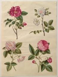 Rose Symbolism Wikipedia