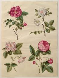 rose symbolism wikipedia