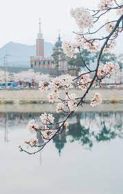 Cherry Blossoms Korea 2021 A Forecast Guide Where To Go Korea Wallpaper Korea Travel South Korea Travel