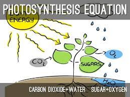 Oxygen is produced as a waste product. Photosynthesis Cellular Respiration Project By