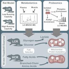 The nutritional importance of protein, as a fuel for exercise and as a contributor to strength in contrast, a fat and protein diet reduced exercise capacity to almost half that achieved after normal the benefits of carbohydrate loading before prolonged submaximal exercise have been shown. Maximal Oxidative Capacity During Exercise Is Associated With Skeletal Muscle Fuel Selection And Dynamic Changes In Mitochondrial Protein Acetylation Sciencedirect