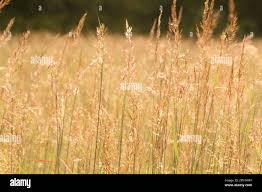 Image result for Sorghastrum stipoides