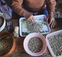 845 Beans Sorting Stock Photos - Free & Royalty-Free Stock ...