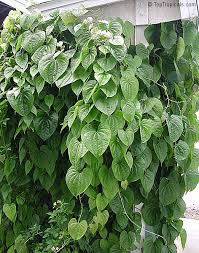Image result for Dioscorea bulbifera