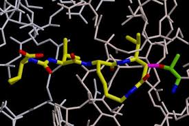 To trim away a protein. Proteasom Inhibitoren