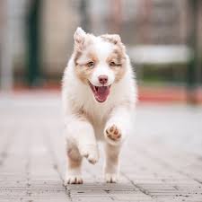 Image result for australian shepherd