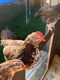 Maybe you would like to learn more about one of these? Speckled Sussex Gender Backyardherds Goats Horses Sheep Pigs More