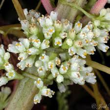 Image result for Cuscuta suaveolens