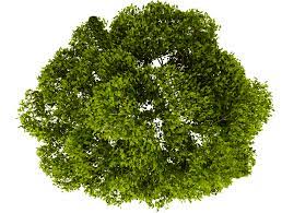 Pin By Mohammad Nairoukh On Trees Top View English Oak Tree Trees Top View Tree Plan