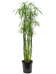 Image result for Cyperus glaucophyllus