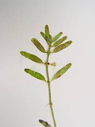 Image result for Elatine