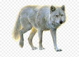 Campus is located across the street from the boys' and girls' campus Wolves White Background Transparent Wolves Transparent Background Png Wolves Png Free Transparent Png Images Pngaaa Com