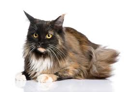 To purchase a maine coon kitten. Gorgeous Maine Coon Cat Pictures Lovetoknow