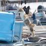 猫なのにぜんぜん猫背じゃない！漁港で背筋をピンと伸ばした猫ちゃん、その視線の先にあるものとは？ | Cat Press