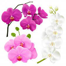 Baixe Conjunto Colorido Realista De Flores De Orquidea Gratuitamente Orchids Flower Icons Flower Shop Design