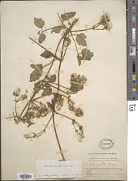 Image result for Clematis hirsuta