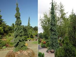 Weeping white spruce picea glauca 'pendula' 25' tall 4' wide a weeping variety of white spruce which maintains a terminal leader without staking. Picea Glauca Pendula Landscape Plants Oregon State University