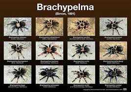 Pin By Fabian Ungerbock On My Futur Collection Mygales Tarantula Types Of Spiders Pictures Of Insects