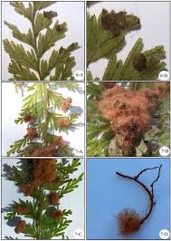 Image result for Hymenophyllum capillare