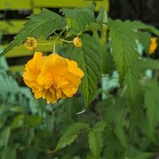 Image result for Kerria japonica