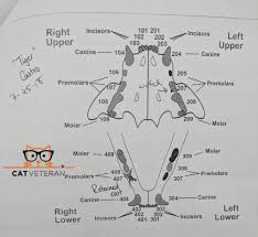Root canal therapy requires one or more office visits and can be performed by a dentist or endodontist. How Many Teeth Do Cats Have Cat Veteran