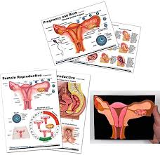 This hd wallpaper female abdominal anatomy pictures has viewed by 1012 users. Amazon Com Female Reproductive Anatomy Pregnancy Birth Anatomy Chart Uterus Model Everything Else
