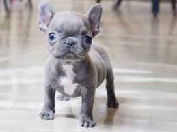 Knowing about french bulldogs' weight will help you when it comes to your pup's weight and health. The Mini French Bulldog Frenchieforsale Com