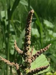 Image result for Amaranthus viridis